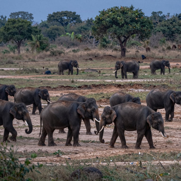 Proteggere la Popolazione Elefantina Thailandese con Dedizione