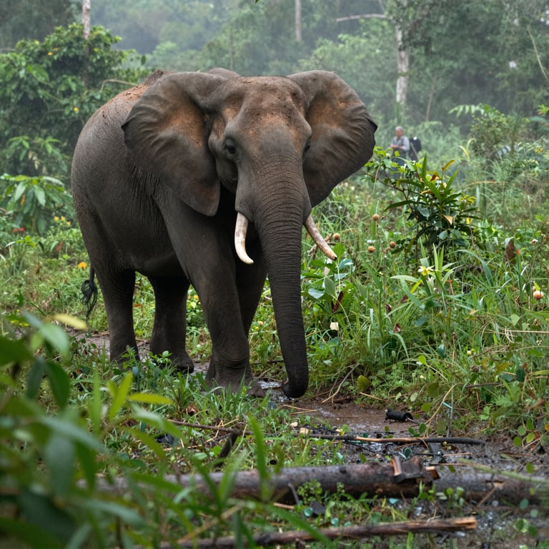 Proteggere gli Elefanti della Foresta Africana: Iniziative Vitali per il 2026