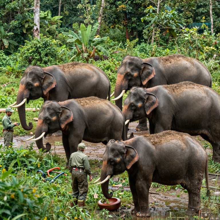 Proteggere gli Elefanti a Rischio: Comprendi le Minacce e Contribuisci al Salvataggio