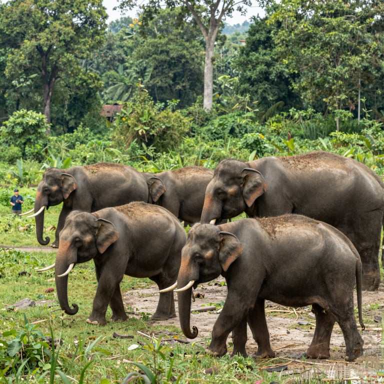 Strategie per Proteggere gli Elefanti Asiatici dai Pericoli Principali