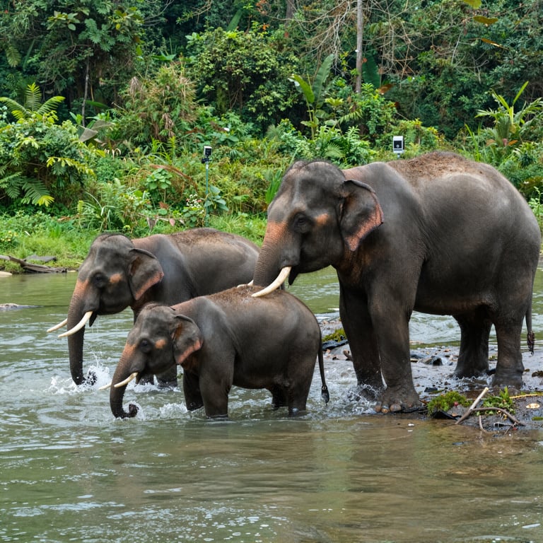 Progetti di Successo per Proteggere Elefanti da Estinzione Globale