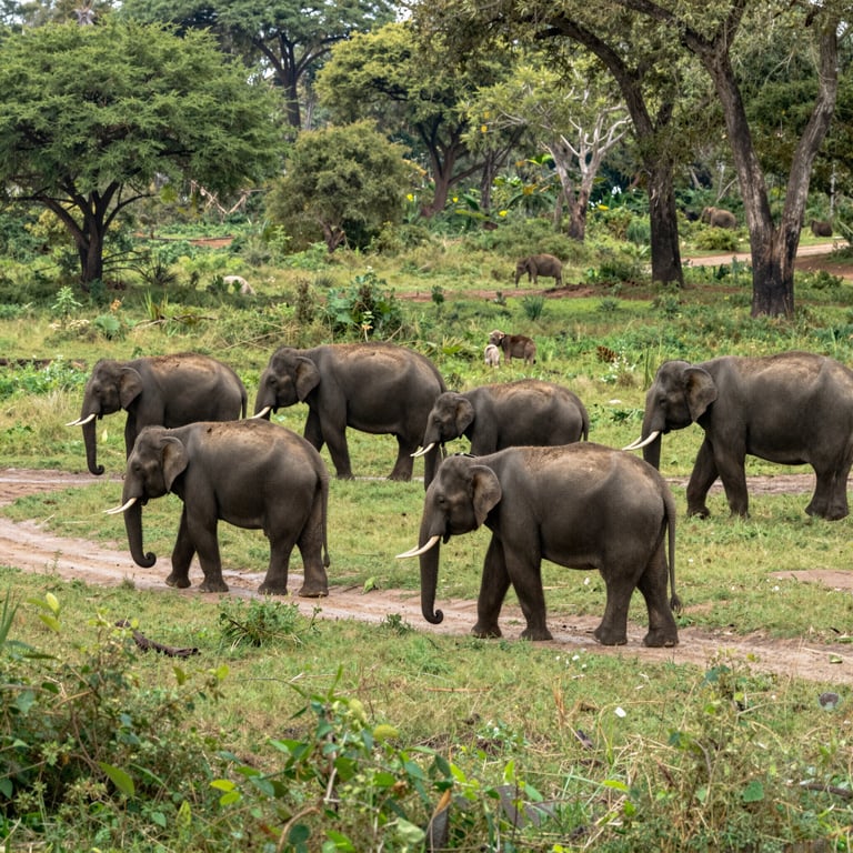 Strategie Efficaci per Proteggere gli Elefanti e il Loro Ambiente Naturale