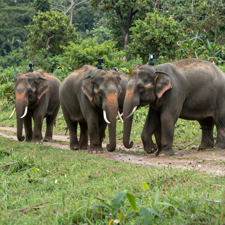 Strategie Efficaci per la Conservazione degli Elefanti nel Mondo Contemporaneo