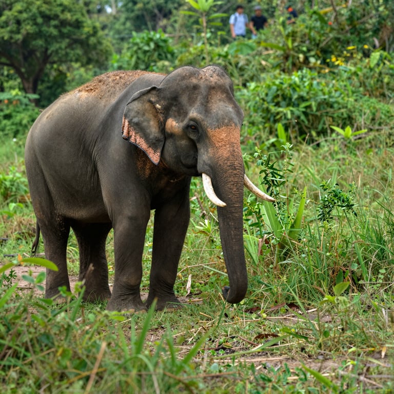 Come il Viaggio Responsabile Contribuisce alla Protezione degli Elefanti in Asia