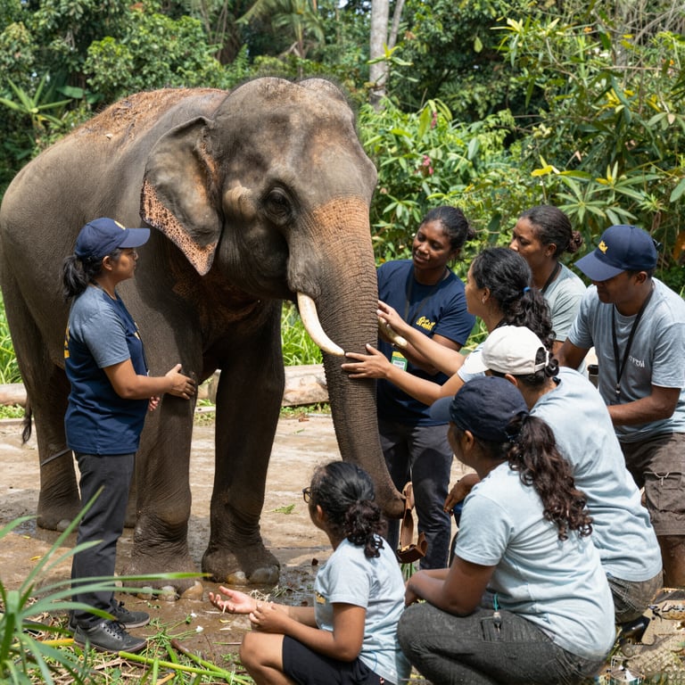 Le Migliori Iniziative di Volontariato per la Cura e Conservazione degli Elefanti