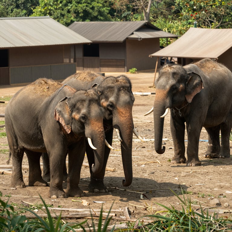 Rapporto Scioccante: Due Elefanti su Tre in Turismo Vivono in Condizioni Disumane