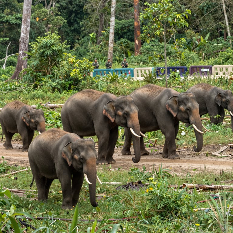 Proteggere l'Habitat degli Elefanti: Combattere le Minacce alla Sopravvivenza Selvatica
