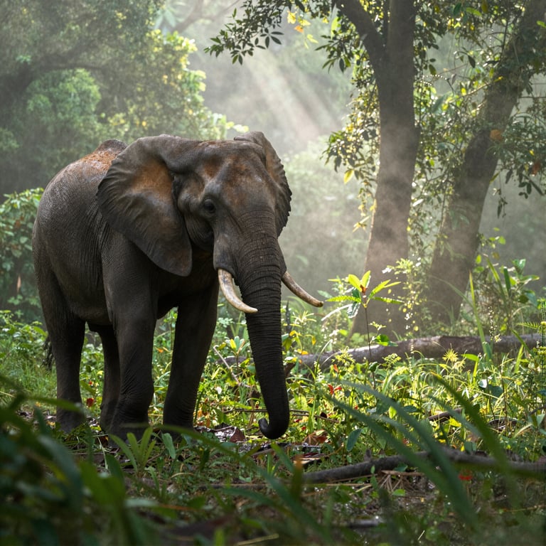Come Fermare la Caccia agli Elefanti Forestali Africani con Azioni Quotidiane