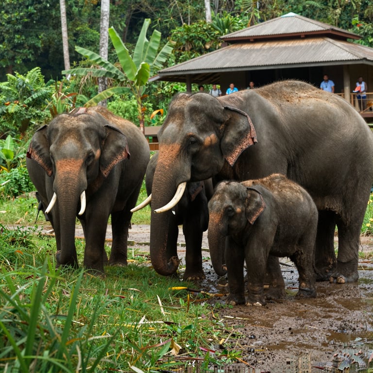 Come il Turismo Sostenibile Aiuta a Proteggere gli Elefanti Asiatici nel 2026