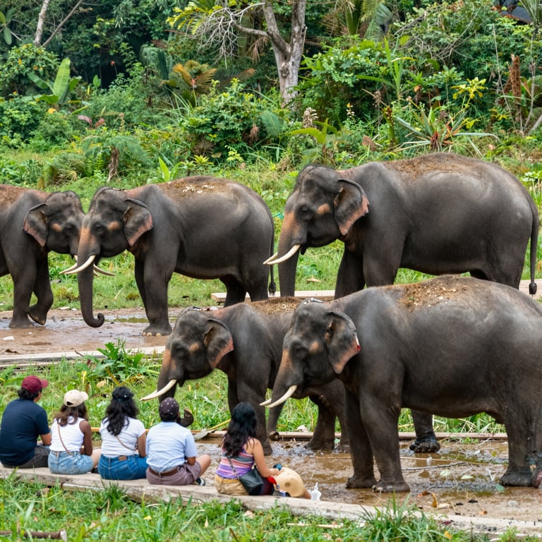 Salvare gli Elefanti: Il Potere del Turismo Responsabile per la Loro Protezione