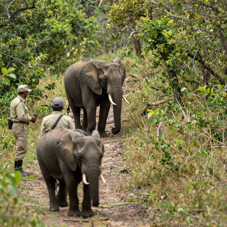 Come la DSWF Difende gli Elefanti dalle Minacce Quotidiane in Africa