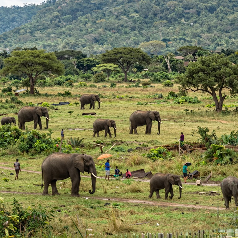 Strategie Efficaci di Conservazione per Proteggere le Popolazioni di Elefanti nel Mondo