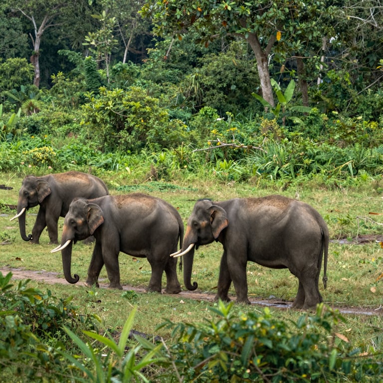 Preservare gli Habitat degli Elefanti: Iniziative Globali per Proteggere Queste Creature Maestose