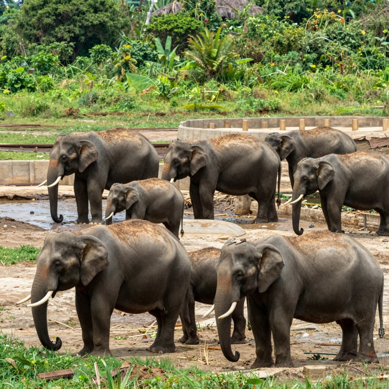 Iniziative Vincenti per Salvare gli Elefanti e Proteggerli dal 2026
