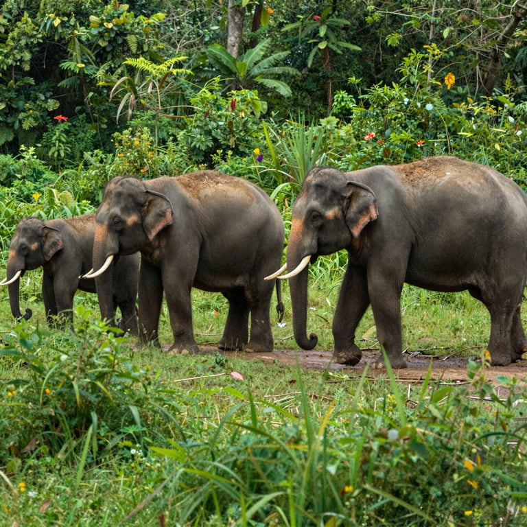 Preservare gli Habitat degli Elefanti: La Lotta per la Sopravvivenza delle Specie Protette