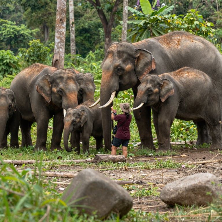 Progetti di Successo nella Protezione Globale degli Elefanti e Loro Impatto Positivo