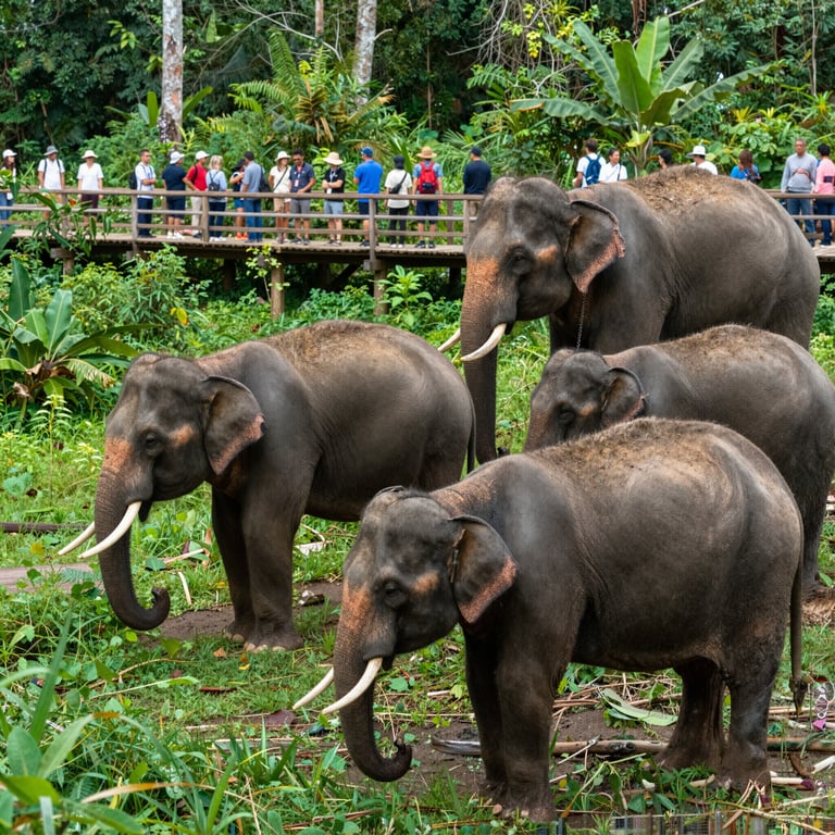 Come il Turismo Sostenibile Aiuta la Protezione degli Elefanti Asiatici