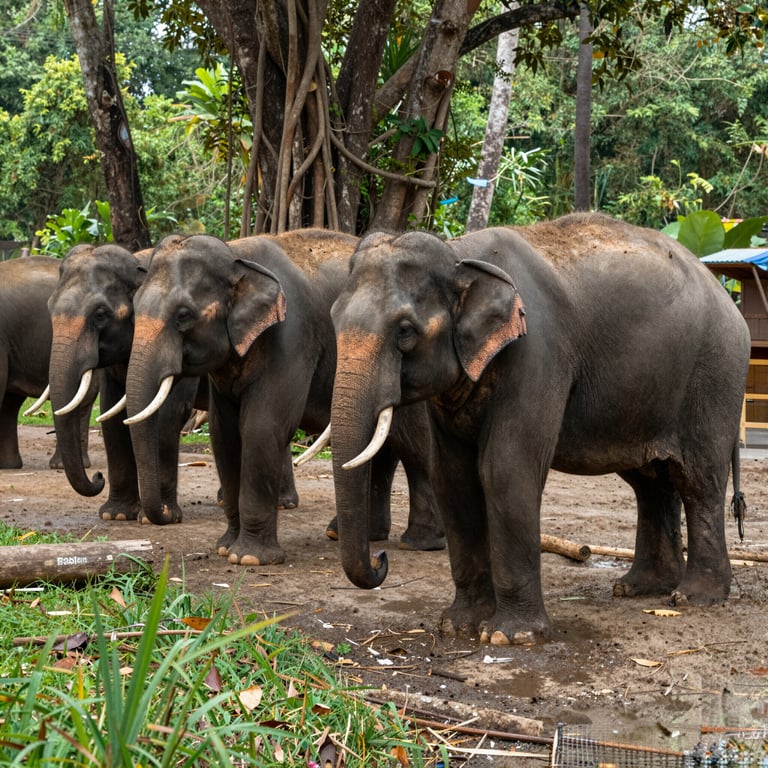 Scopri Modi Efficaci per Sostenere la Conservazione degli Elefanti Oggi