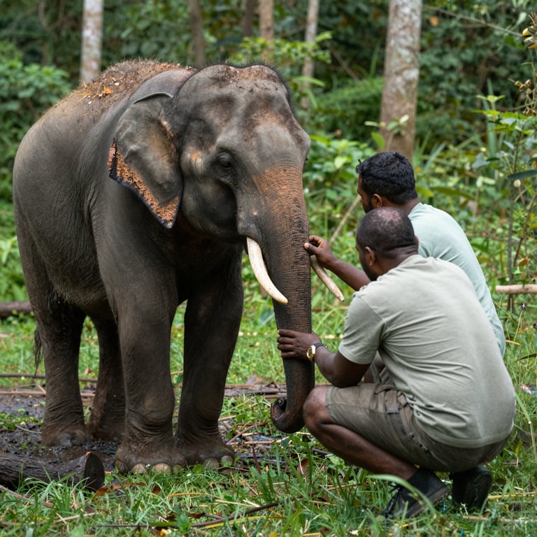 Protezione Elefanti: Racconti Ispiratori dalla Giornata Mondiale 2026