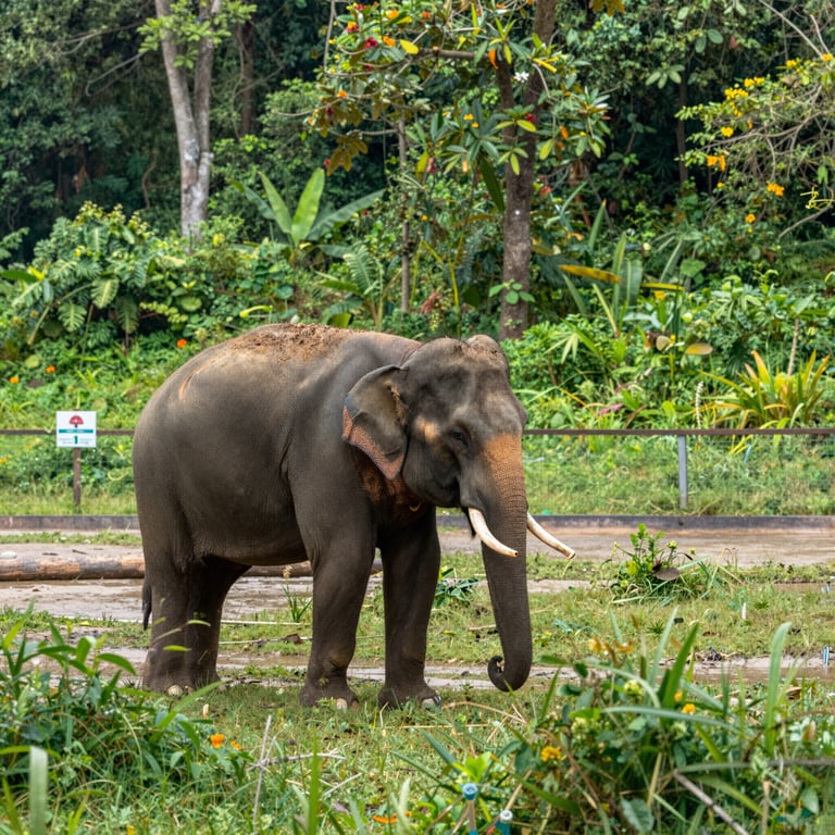 Preservare gli Habitat degli Elefanti: Campagne Efficaci per la Conservazione