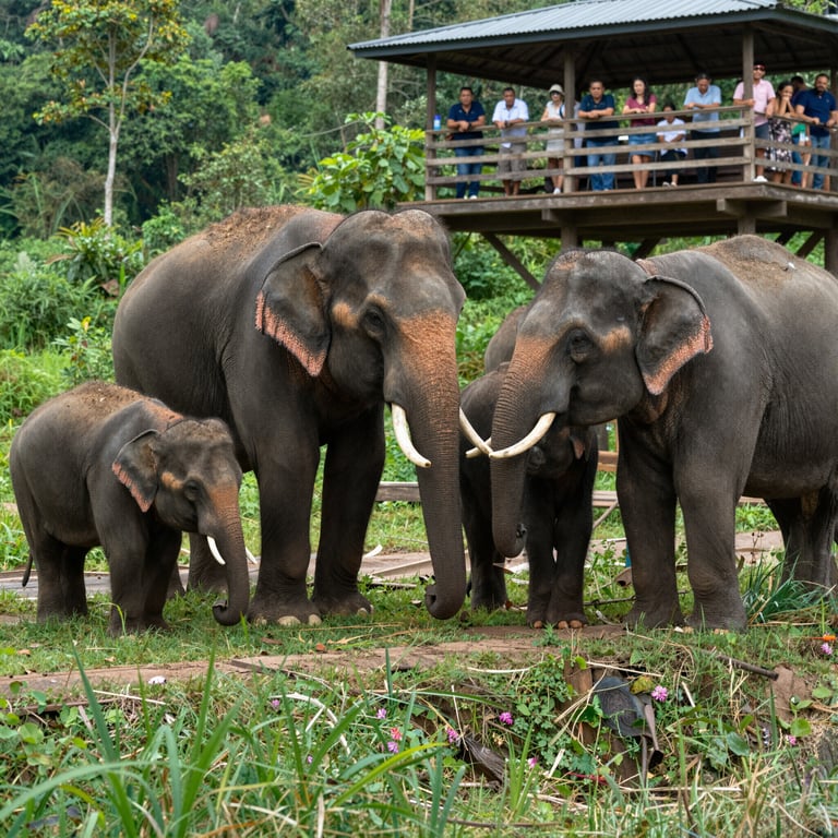 Scopri Come il Turismo Responsabile Salva gli Elefanti Asiatici dall'Estinzione