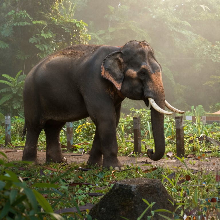 Come Salviamo gli Elefanti di Foresta Rari in Vietnam nel 2026
