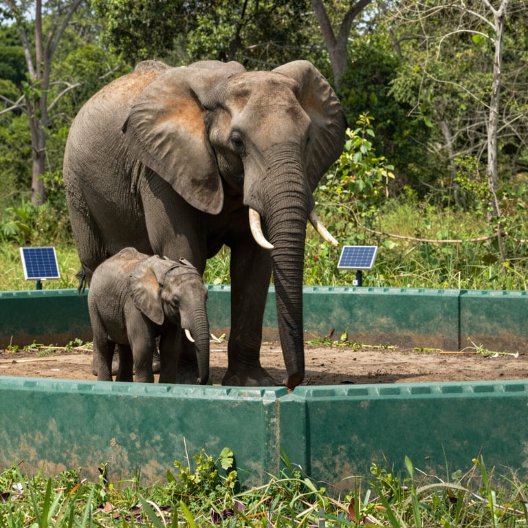 Protezione Urgente degli Elefanti: Strategie per un Futuro Sostenibile