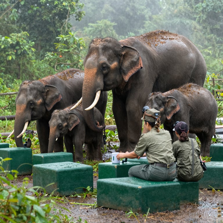 Protezione degli Elefanti: Strategie Efficaci per la Loro Conservazione Quotidiana