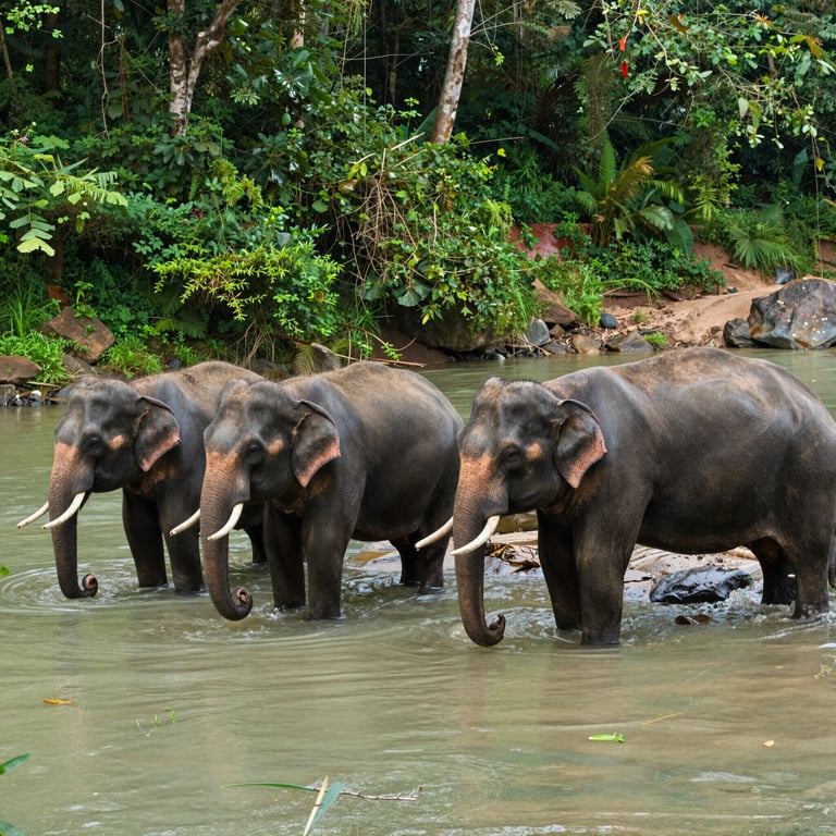 Iniziative per Proteggere Elefanti: Tour Ecologici e Donazioni Efficaci