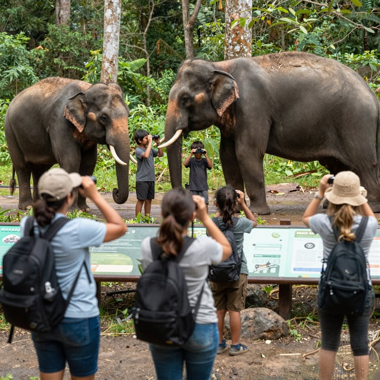 Guida Essenziale per un Turismo Sostenibile e Amico degli Elefanti