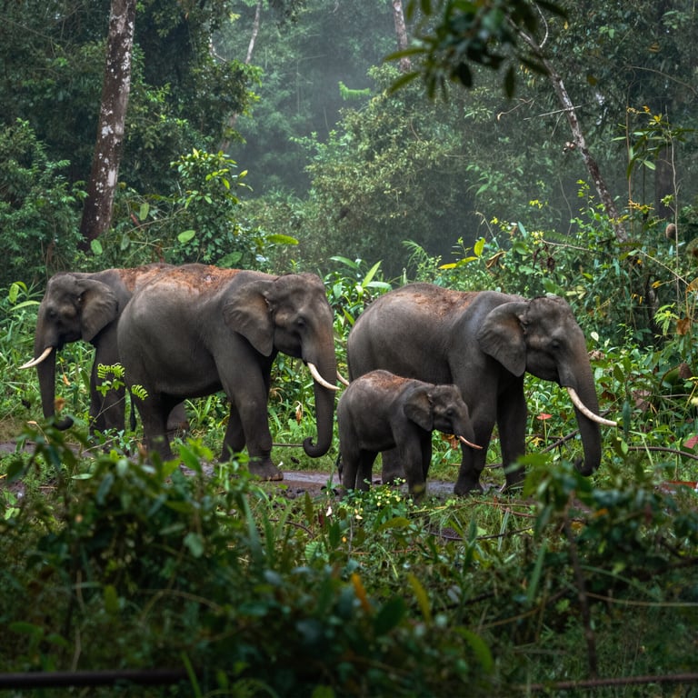 Iniziative per Salvare gli Elefanti della Foresta Africana nel 2026
