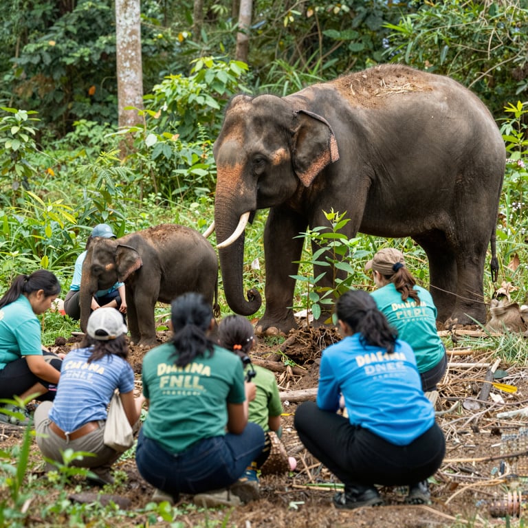 Scopri Modi Efficaci per Aiutare gli Elefanti Asiatici nella Conservazione Quotidiana