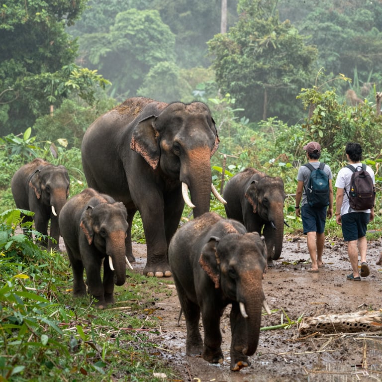 Come il Turismo Sostenibile Aiuta la Conservazione degli Elefanti Asiatici
