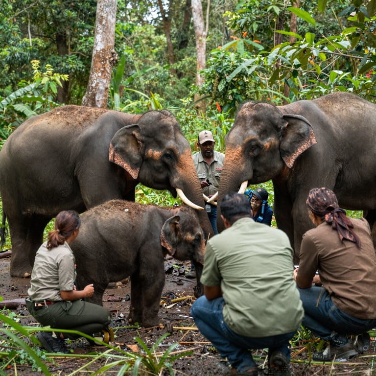 Notizie sulla Protezione degli Elefanti: Sforzi Globali per Salvare Habitat e Combattere il Caccia Illegale