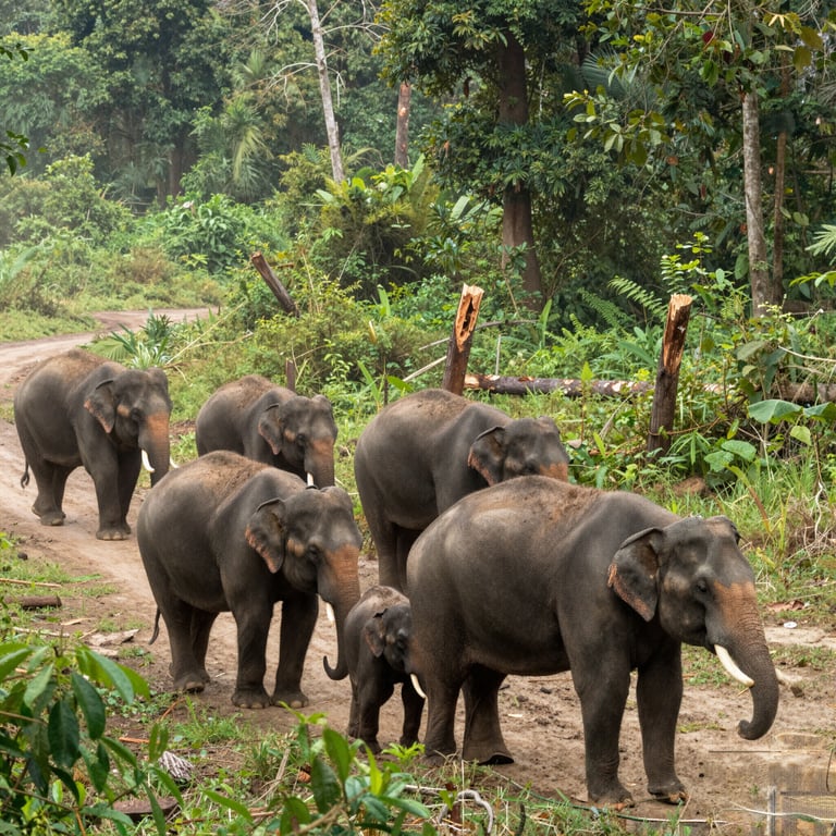 Proteggere gli Elefanti Asiatici dalle Minacce Ambientali Moderne