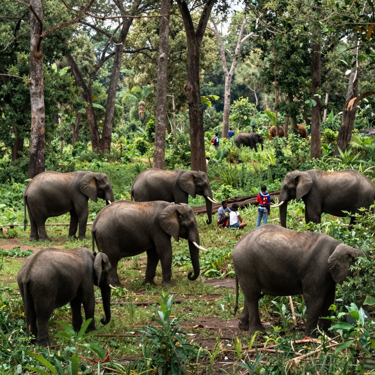 Proteggere 100.000 elefanti per trasformare le foreste africane: elogi e allarmi per umani ed ecosistema