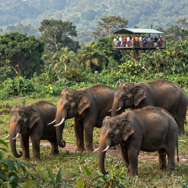 Il Turismo Sostenibile per la Tutela degli Elefanti Asiatici nel 2026