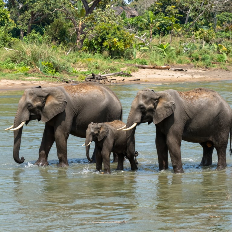 Guida Essenziale per la Sopravvivenza delle Specie Elefantine a Rischio