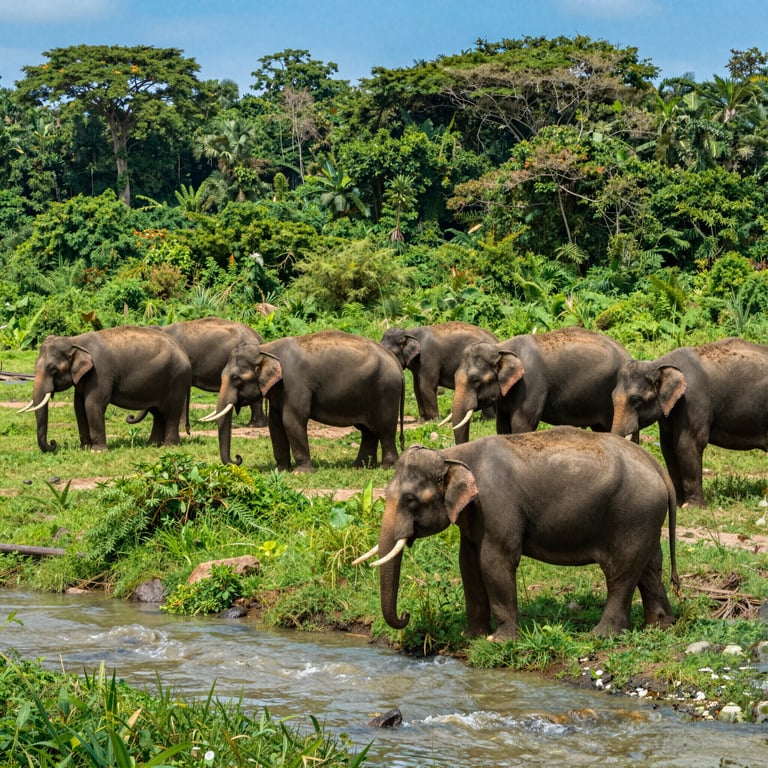 Preservare gli Habitat Naturali: Iniziative Globali per Proteggere gli Elefanti