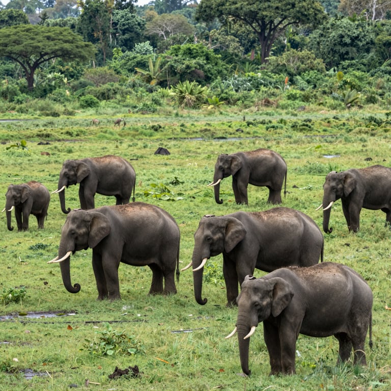 Preservare gli Habitat degli Elefanti: Ultime Notizie sulle Specie in Pericolo