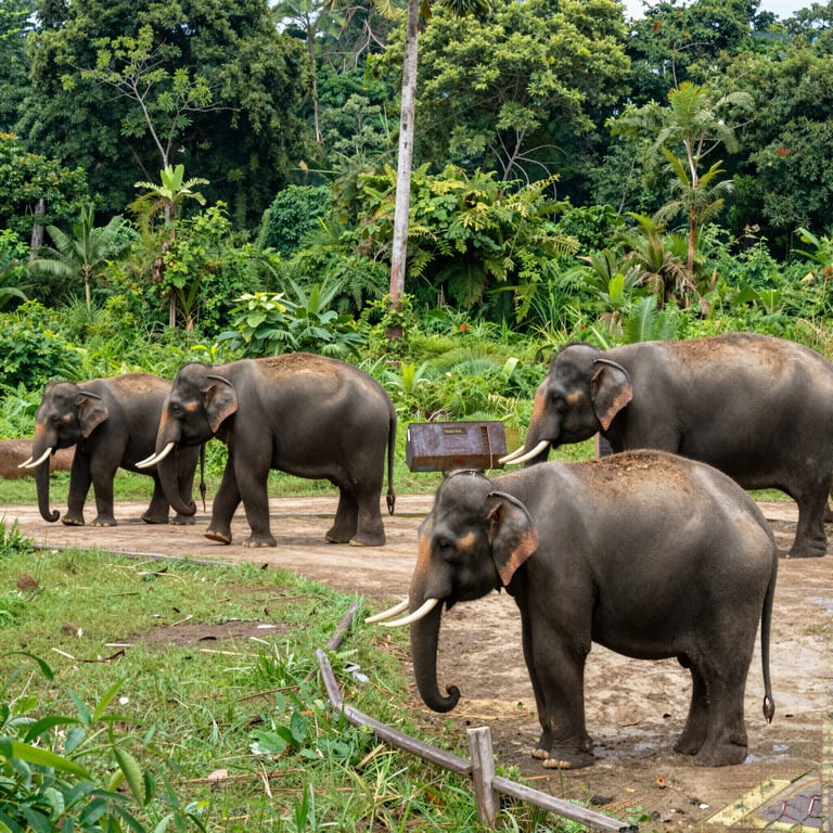 Iniziative per la Conservazione: Salvaguardare gli Habitat degli Elefanti dalla Distruzione