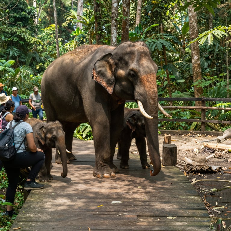Come il Turismo Sostenibile Aiuta la Conservazione degli Elefanti Asiatici