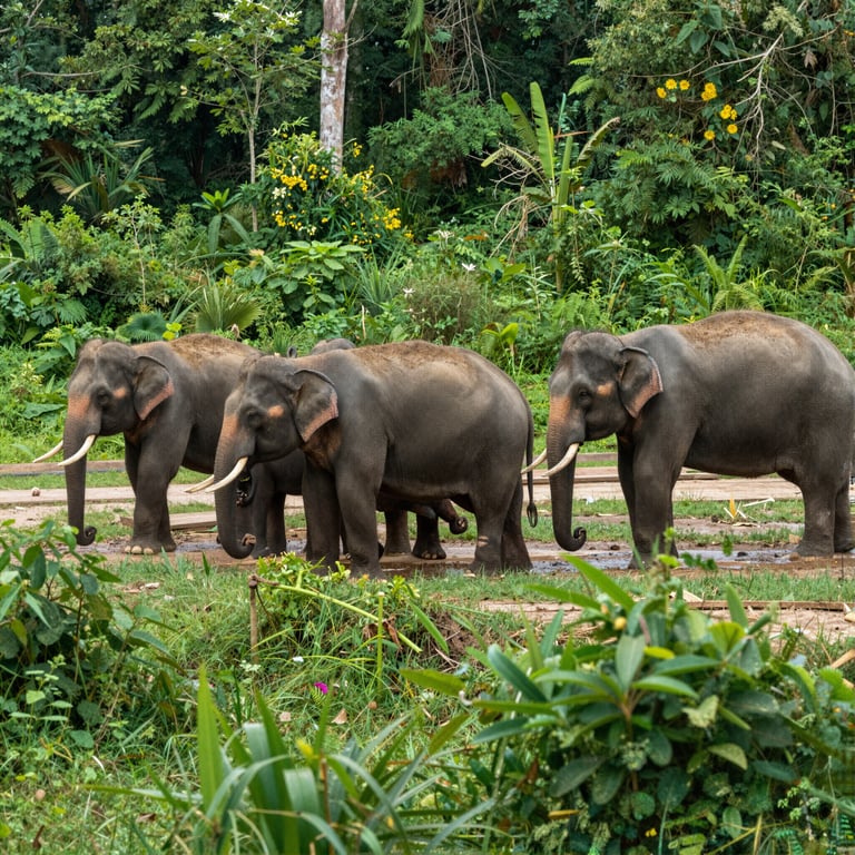 Protezione degli Habitat Elefantini: Iniziative per Salvaguardare Elefanti in Pericolo Estinzione
