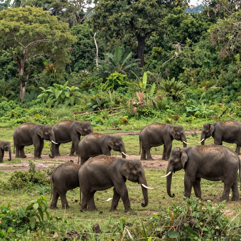 Iniziative Globali per Salvare gli Elefanti e Proteggerne l'Abitat nel 2026