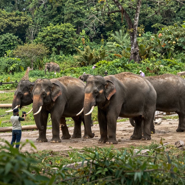 Preservare gli Habitat degli Elefanti: Progetti Chiave per la Conservazione della Fauna Selvatica