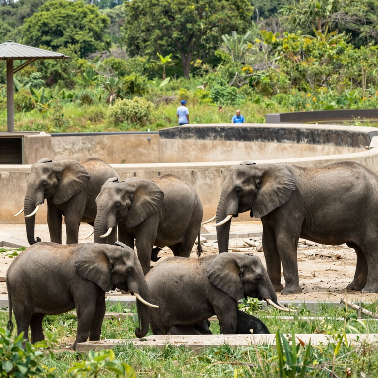 Insieme per la Sopravvivenza: Santuari Sicuri per Elefanti in Difficoltà nel 2026