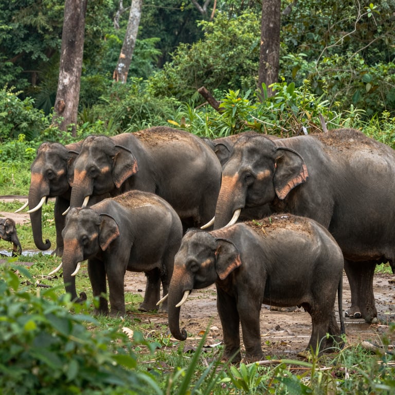 Otto Successi nella Conservazione degli Elefanti e Strategie per il Futuro Sostenibile