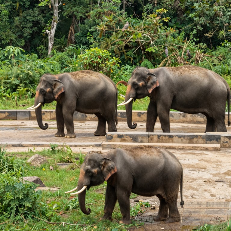 Strategie Efficaci per Proteggere gli Elefanti e il Loro Habitat Naturale