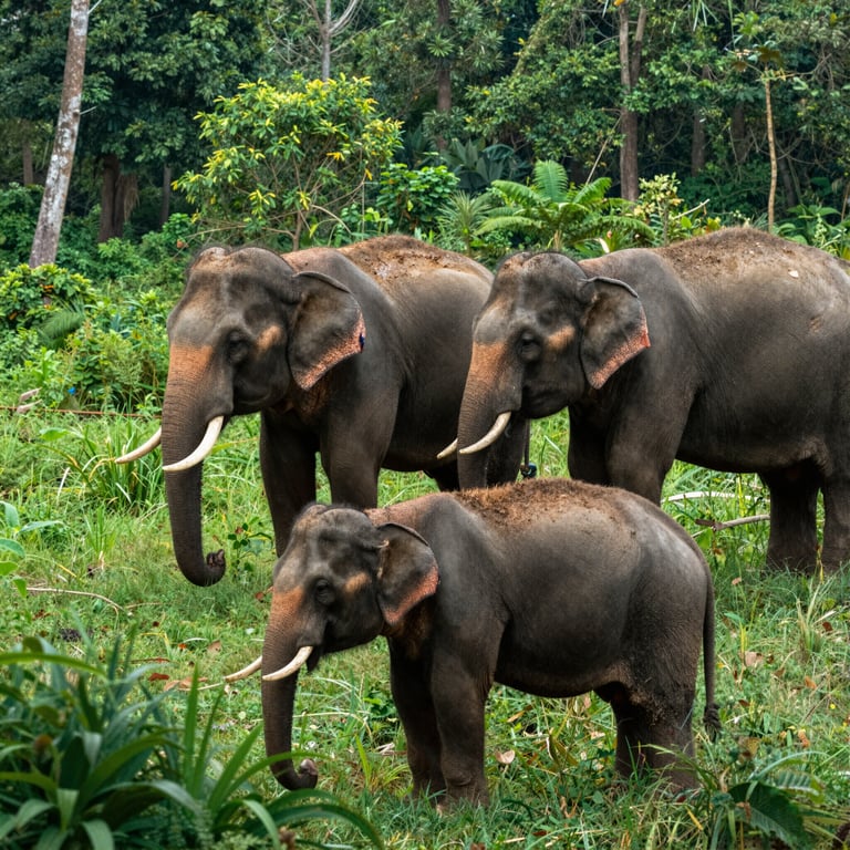 Proteggere gli Habitat degli Elefanti: Iniziative per la Salvaguardia delle Specie in Pericolo