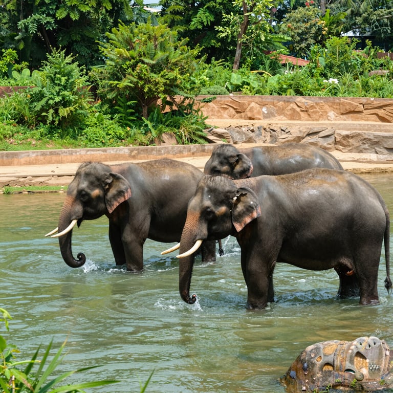 Santuari Elefanti: Difesa dal Turismo Dannoso e Promozione del Benessere